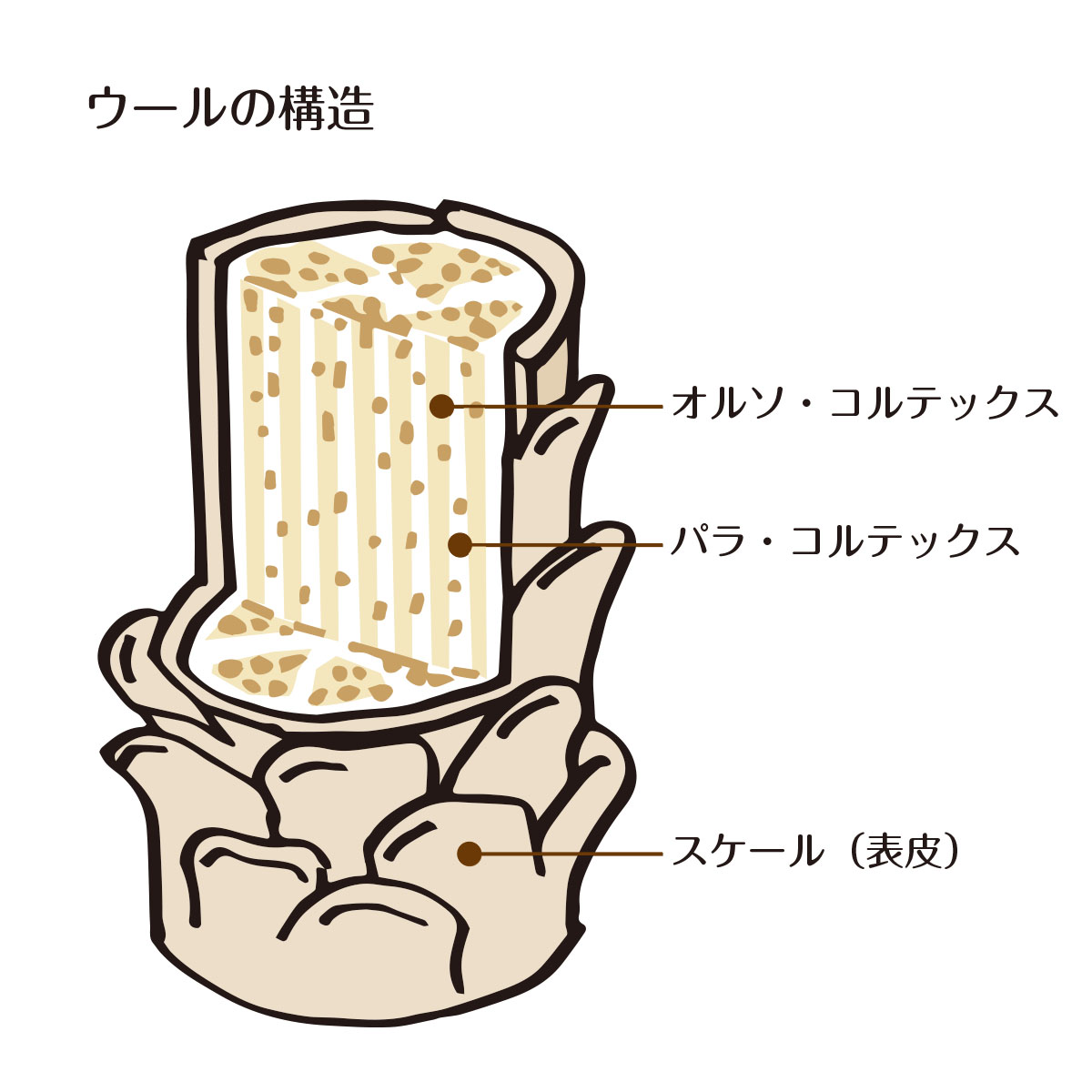 ウールの構造